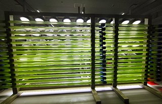 二酸化炭素を吸収した藻類による 油脂などの生産の様子