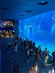 美ら海水族館の大水槽