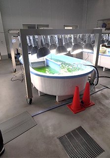 二酸化炭素を吸収した藻類による 油脂の生産の様子