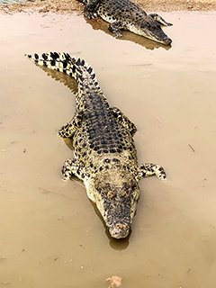 ワニの写真